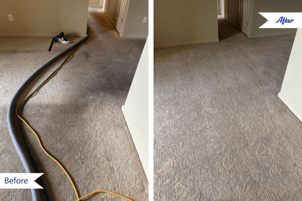 apex-chem-dry-deep-carpet-cleaning deep carpet cleaning photo